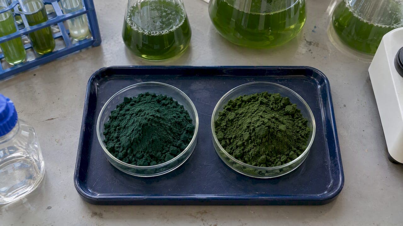 Spirulina vs. Chlorella: Which Algae Is Worth Taking?